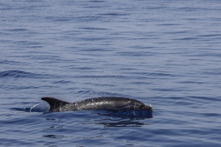 delfini Taranto