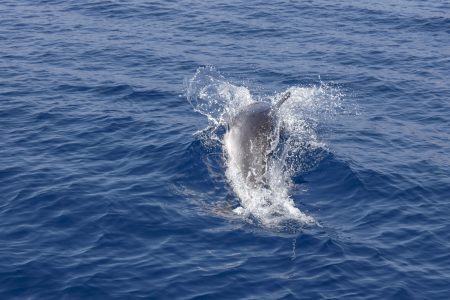 delfini taranto