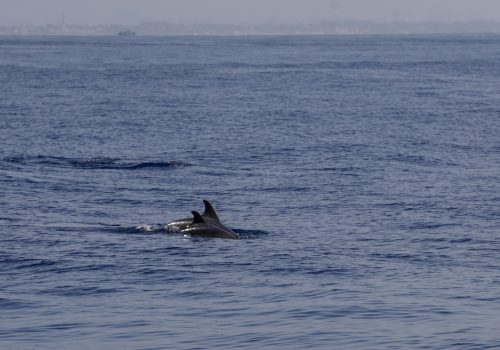 Delfini Taranto